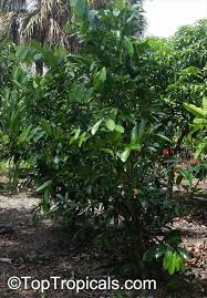 Attēlu rezultāti vaicājumam “Libanotis montana fruit”