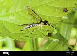 Attēlu rezultāti vaicājumam “Tenthredo campestris female”