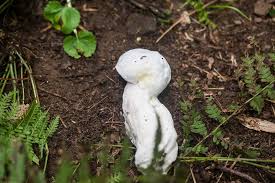 Attēlu rezultāti vaicājumam “Hypomyces chrysospermus”