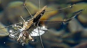 Attēlu rezultāti vaicājumam “Aquarius najas”