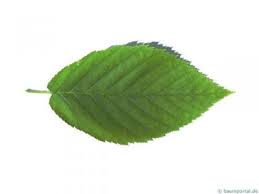 Attēlu rezultāti vaicājumam “Betula alleghaniensis leaf”