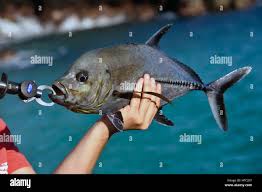 Image result for Caranx lugubris