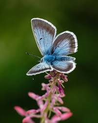 Attēlu rezultāti vaicājumam “Aricia artaxerxes  male”