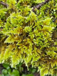 Attēlu rezultāti vaicājumam “Bryum funkii cells”