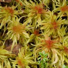 Attēlu rezultāti vaicājumam “Sphagnum angustifolium”