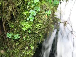 Attēlu rezultāti vaicājumam “Plagiothecium latebricola macro”