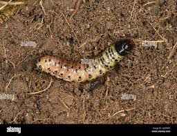 Attēlu rezultāti vaicājumam “Apamea monoglypha”