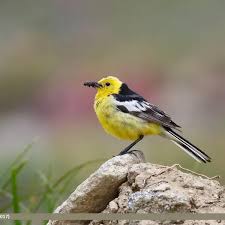 Attēlu rezultāti vaicājumam “Motacilla citreola”