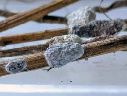 Attēlu rezultāti vaicājumam “Fuligo laevis”