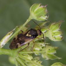 Attēlu rezultāti vaicājumam “Orthops basalis”