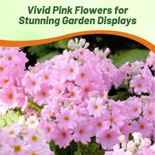 Image result for Primula malacoides