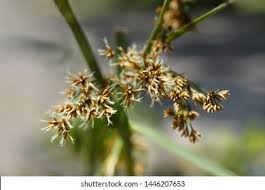 Attēlu rezultāti vaicājumam “Cladium mariscus bud”