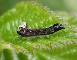 Attēlu rezultāti vaicājumam “Thyatira batis larva”