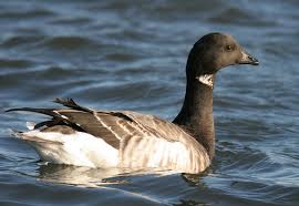 Attēlu rezultāti vaicājumam “Branta bernicla adult”