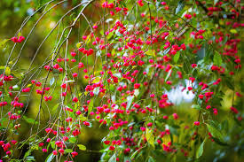 Attēlu rezultāti vaicājumam “Euonymus europaeus flower”