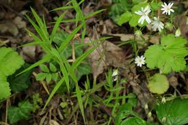 Attēlu rezultāti vaicājumam “Stellaria holostea fruit”