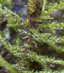 Attēlu rezultāti vaicājumam “Palustriella decipiens”