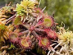 Attēlu rezultāti vaicājumam “Drosera rotundifolia”