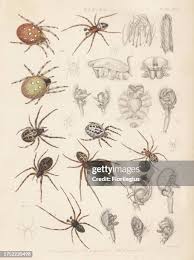 Attēlu rezultāti vaicājumam “Araneus quadratus male”