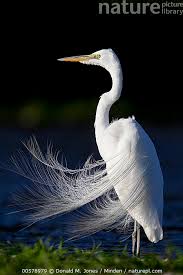 Attēlu rezultāti vaicājumam “Egretta alba adult”