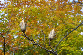 Attēlu rezultāti vaicājumam “Liriodendron tulipifera fruit”