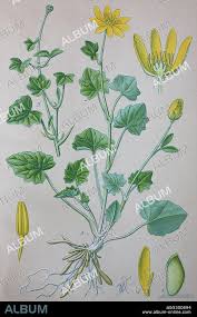 Attēlu rezultāti vaicājumam “Ficaria verna flower”