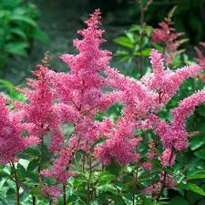 Image result for Astilbe