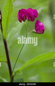Attēlu rezultāti vaicājumam “Lathyrus tuberosus bud”