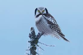 Image result for Surnia ulula