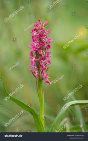 Attēlu rezultāti vaicājumam “Dactylorhiza ochroleuca bud”