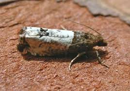 Attēlu rezultāti vaicājumam “Notocelia roborana”