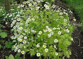 Image result for Chrysanthemum ptarmiciflorum