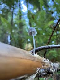 Attēlu rezultāti vaicājumam “Mycena abramsii”