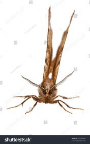 Attēlu rezultāti vaicājumam “Selenia dentaria”