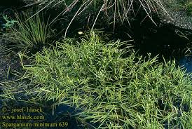 Attēlu rezultāti vaicājumam “Sparganium minimum”