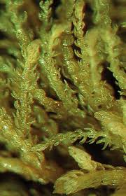 Attēlu rezultāti vaicājumam “Kurzia pauciflora”