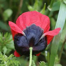Attēlu rezultāti vaicājumam “Papaver argemone flower”