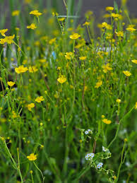 Attēlu rezultāti vaicājumam “Ranunculus lingua flower”
