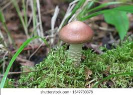 Attēlu rezultāti vaicājumam “Stropharia hornemannii”