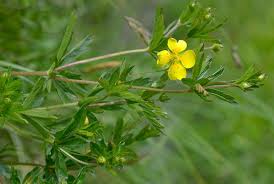Image result for Potentilla erecta