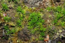 Attēlu rezultāti vaicājumam “Pogonatum nanum”