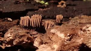 Attēlu rezultāti vaicājumam “Stemonitis virginiensis spores”