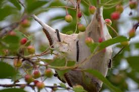 Attēlu rezultāti vaicājumam “Eriogaster lanestris larva”