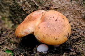 Attēlu rezultāti vaicājumam “Physarum viride var. aurantium macro”