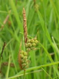 Attēlu rezultāti vaicājumam “Carex hirta fruit”