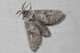 Attēlu rezultāti vaicājumam “Cossidae”