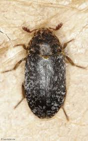 Attēlu rezultāti vaicājumam “Dermestidae”