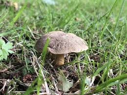 Attēlu rezultāti vaicājumam “Xerocomus chrysenteron”