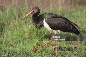 Attēlu rezultāti vaicājumam “Ciconia nigra”