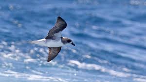 Image result for Pterodroma feae